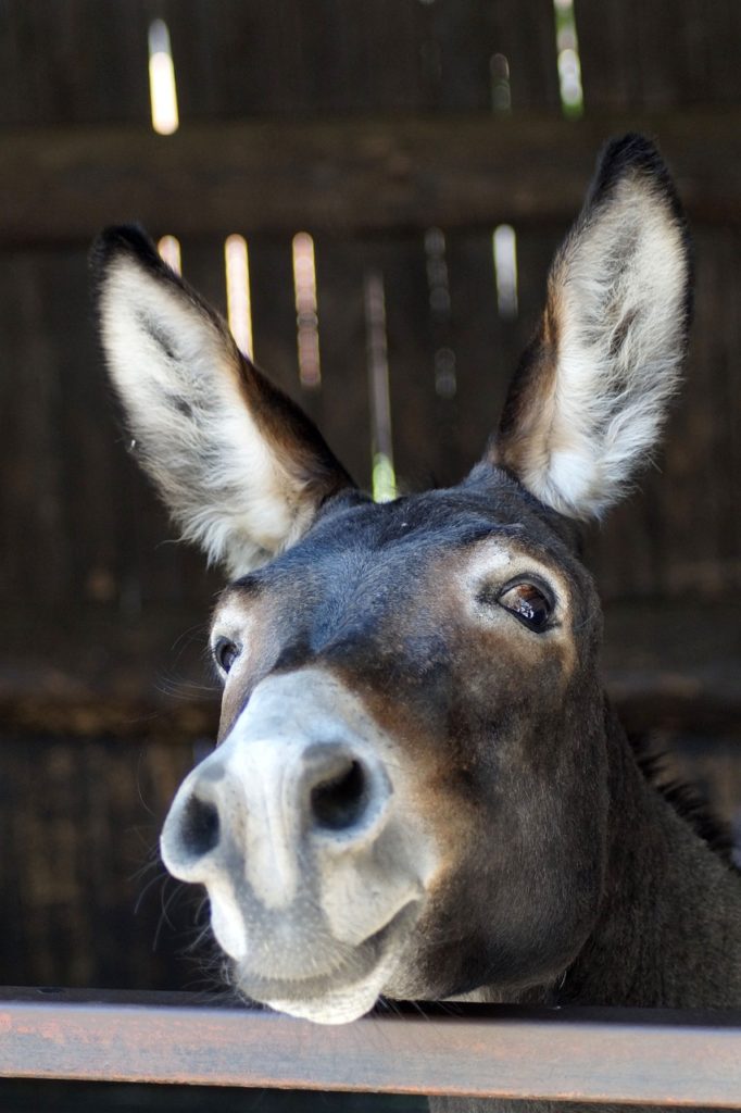 donkey, long ears, portrait-3636234.jpg