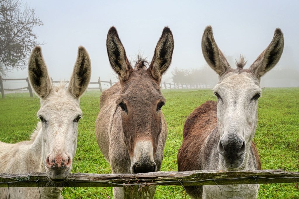 donkey, mule, animals-5591272.jpg